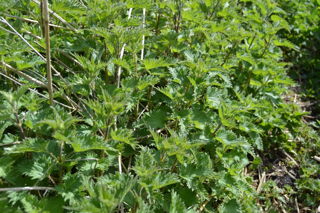 stingy nettles growing abundantly