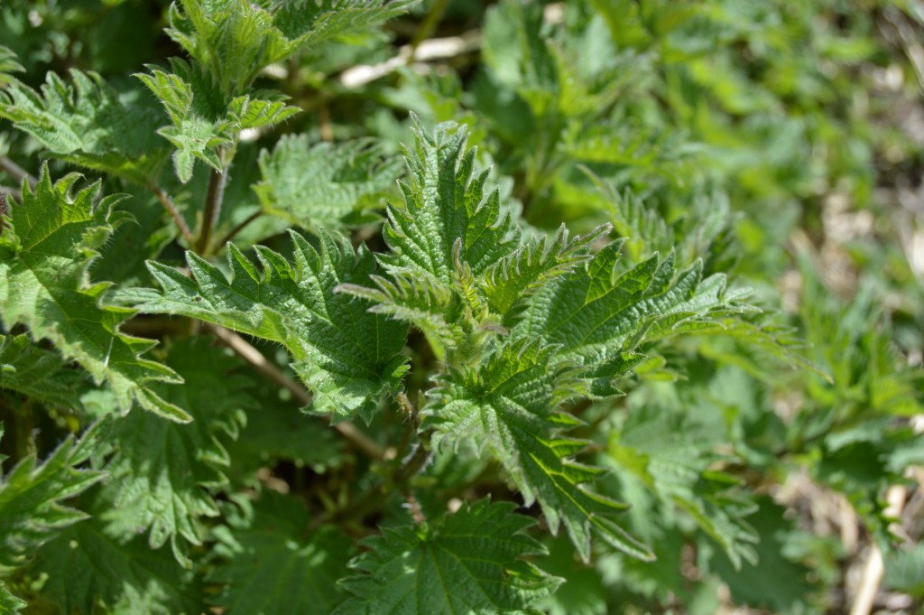 Head of young fresh nettles