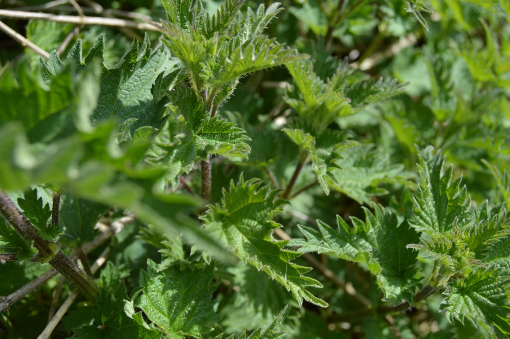 nettles growing in a feild