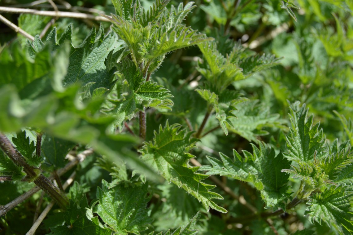Nettle Benefits, How to Use and Harvest Pesto, Steamed and Tea
