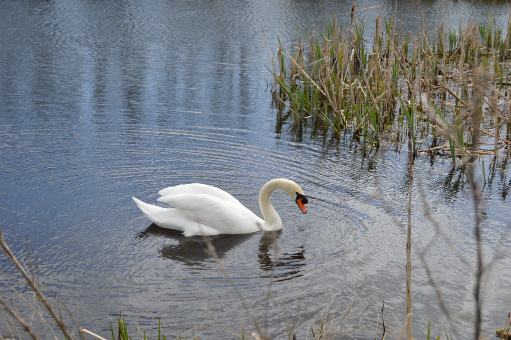 Swan in a lake