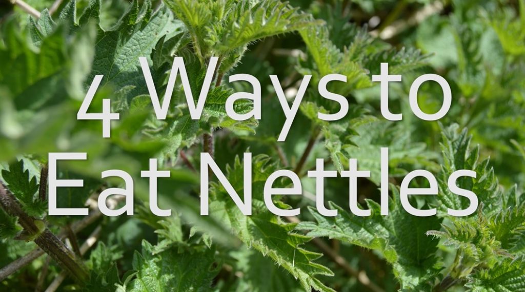 4 ways to eat nettles