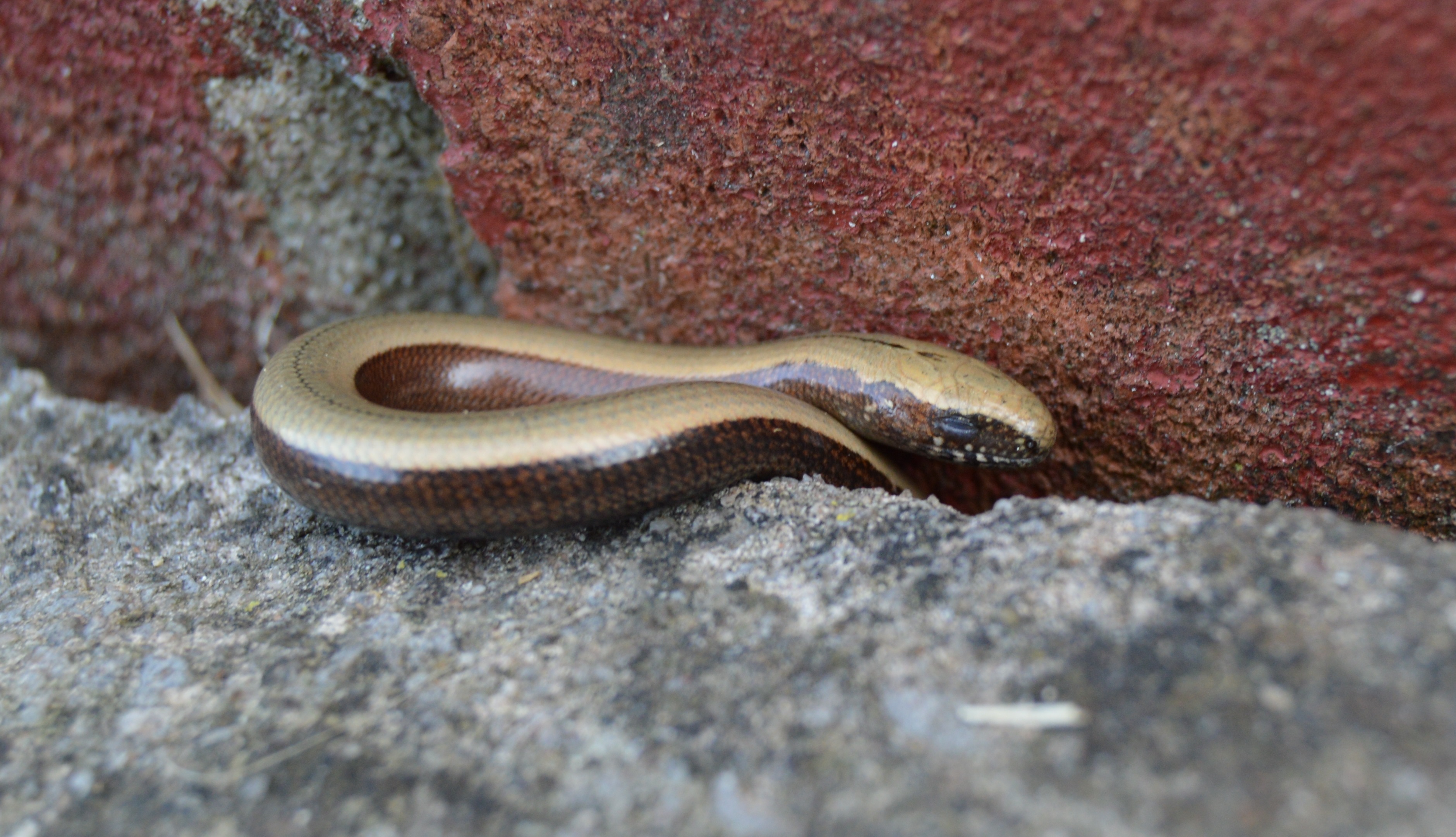 Baby Slow Worms Nest And Glow Baby Slow Worms