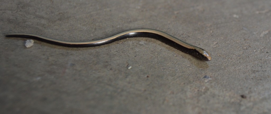 Baby Slow worm on concrete floor