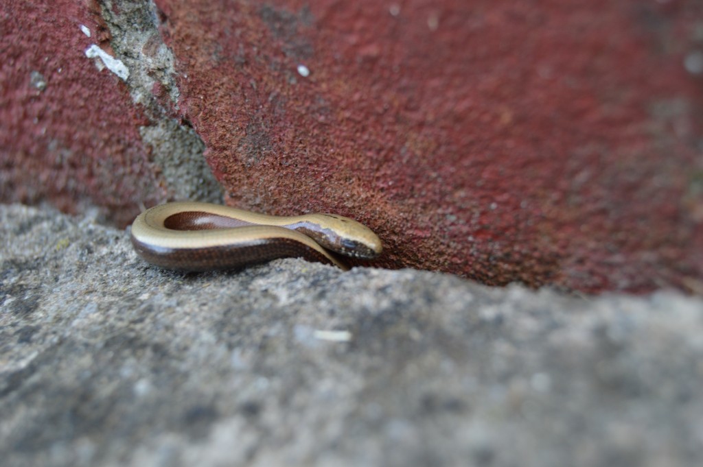 Young slow worm in between a brick and paving slab