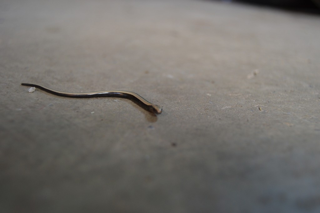 baby slow worm wiggling across the floor