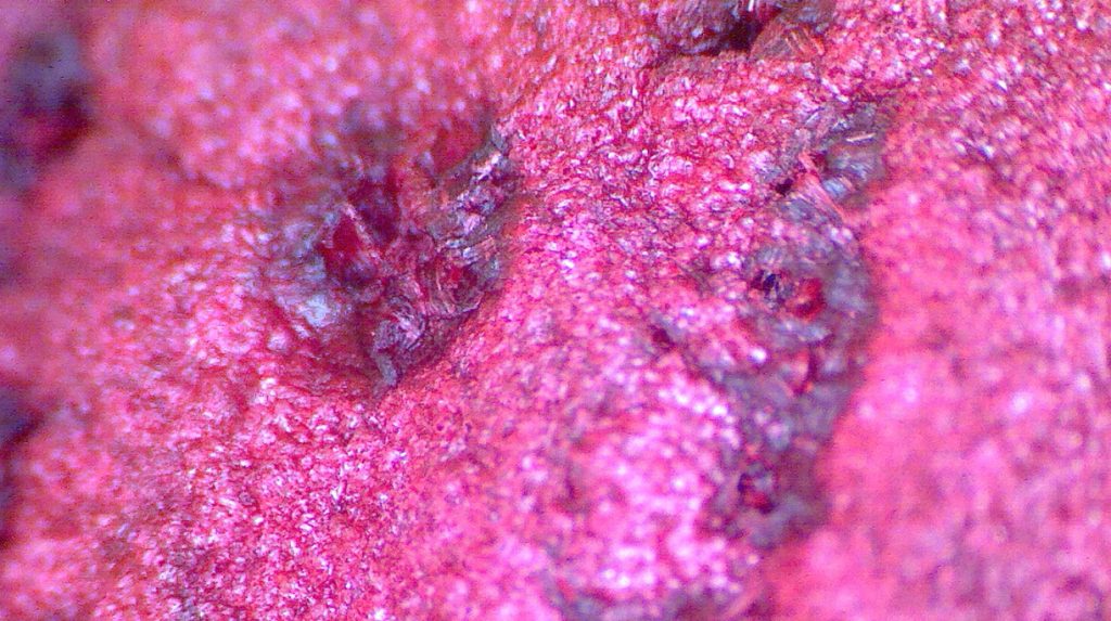 what is this purple red food under the microscope