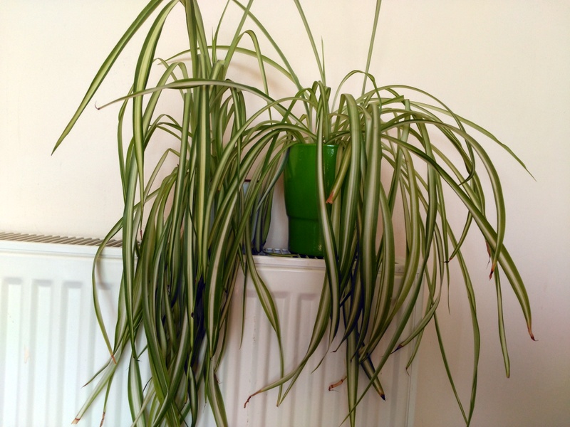 spider plant to improve indoor air quality