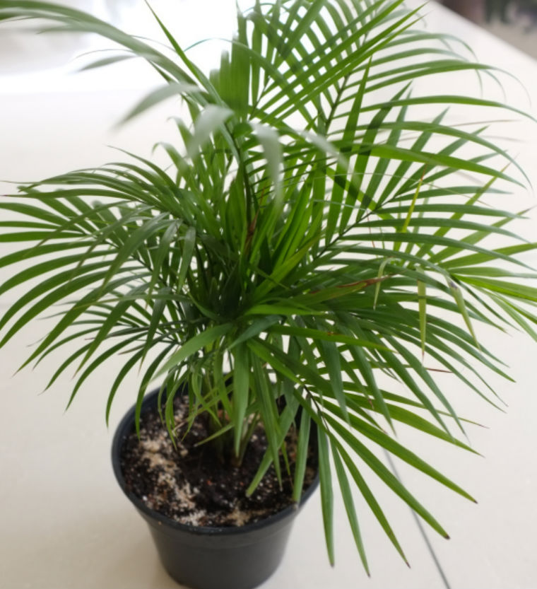 bamboo palm