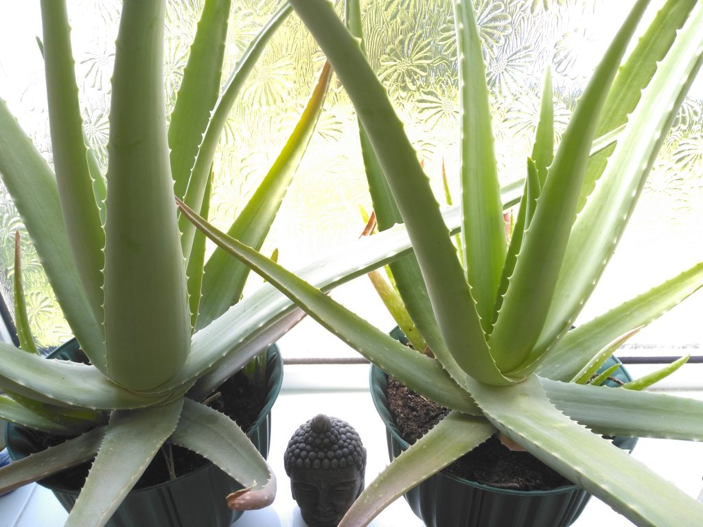 aloe vera for indoor good air quality