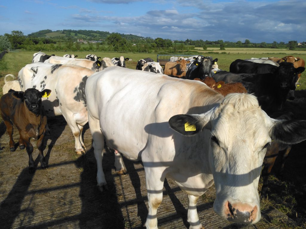 cows at the gate for a walker