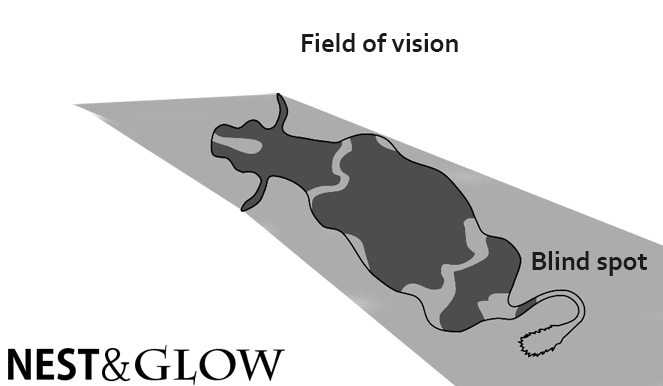 cow field of vision