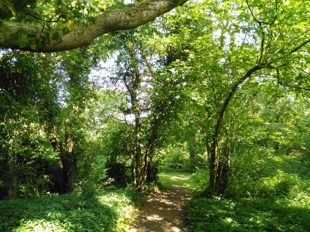 thick forests in ebbor gorge