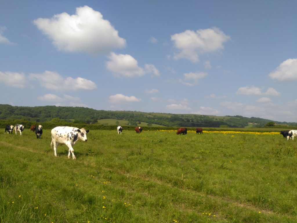 ebbor gorge cows on the mendips