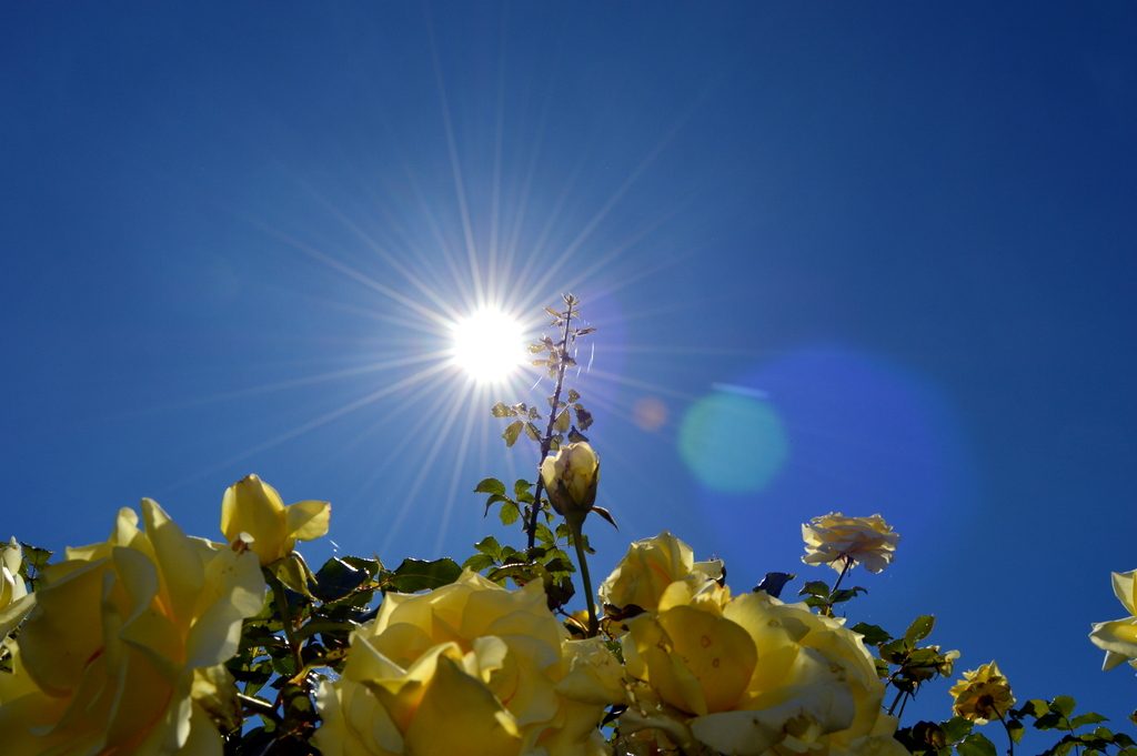 Strong sun on a hot summer day