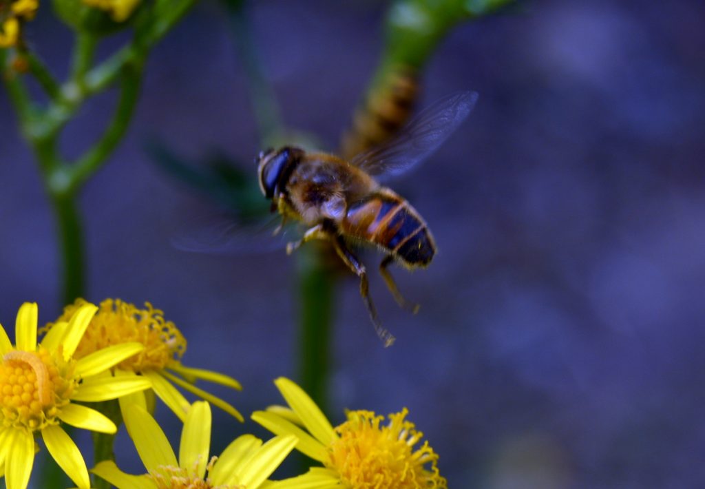 Wildlife around ragwort