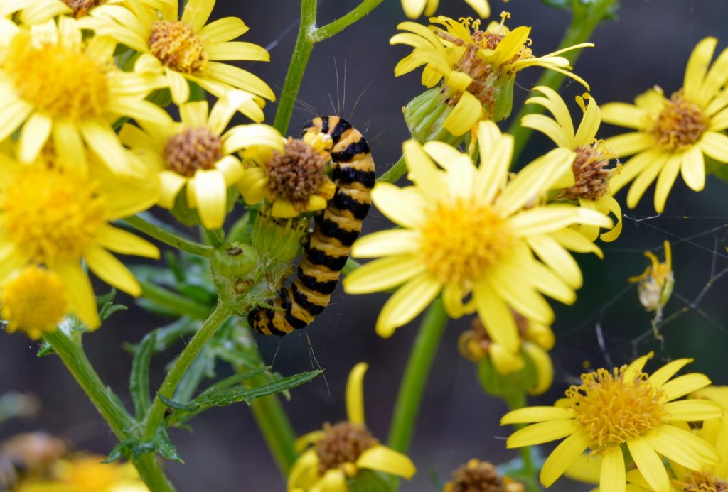 caterpillars on ragwort