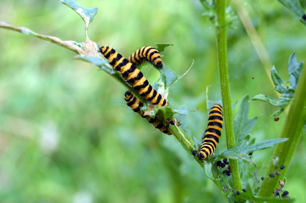 caterpillars enjoying ragwort