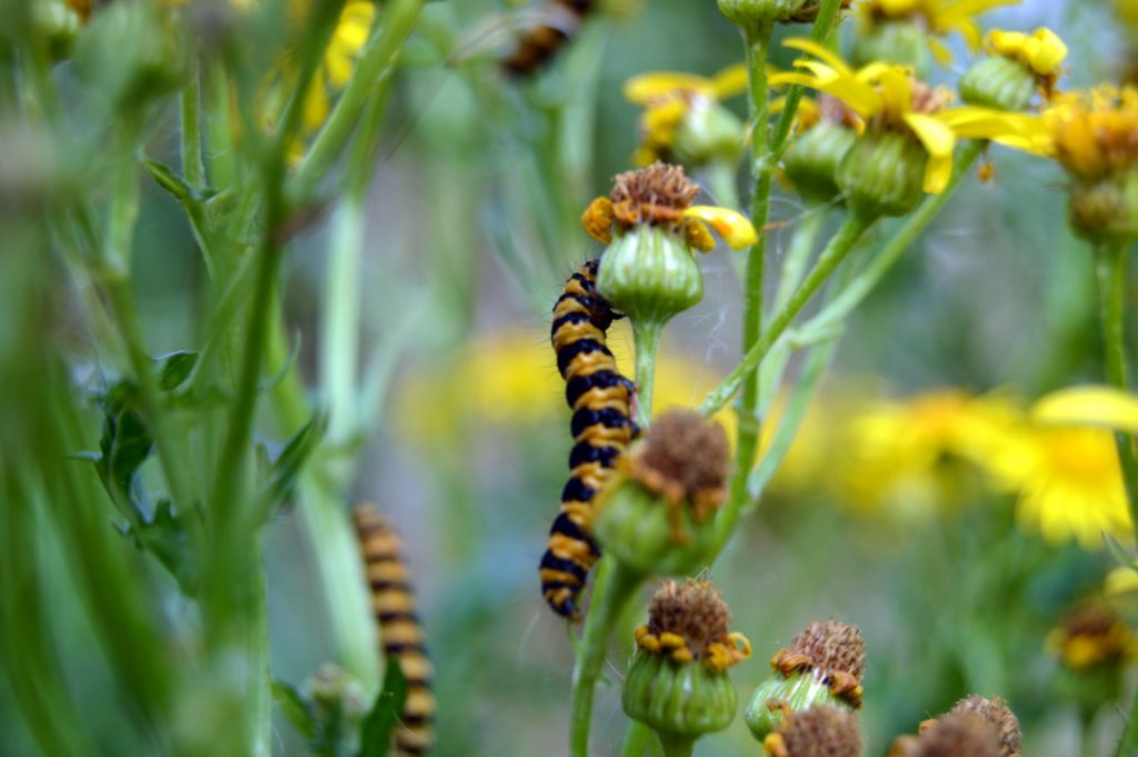 caterpillars feasting on ragwort