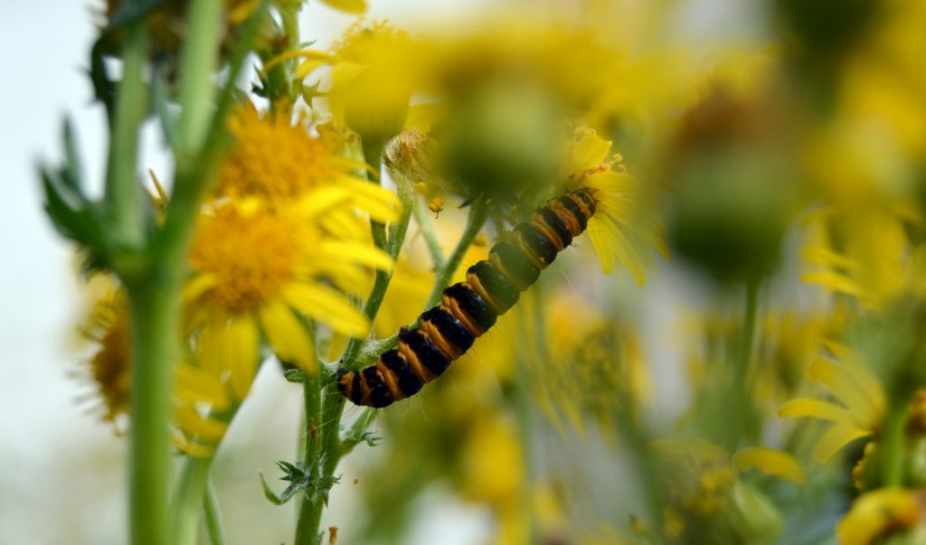 one hungary caterpillar upside down on ragwort