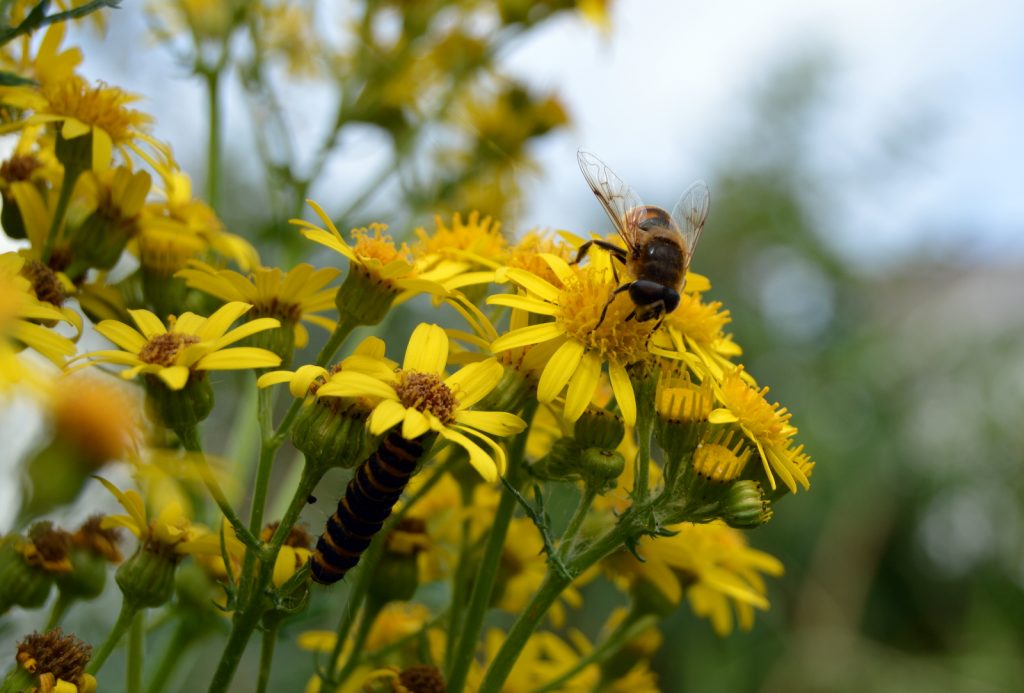 Bee and caterpillar eating ragwort