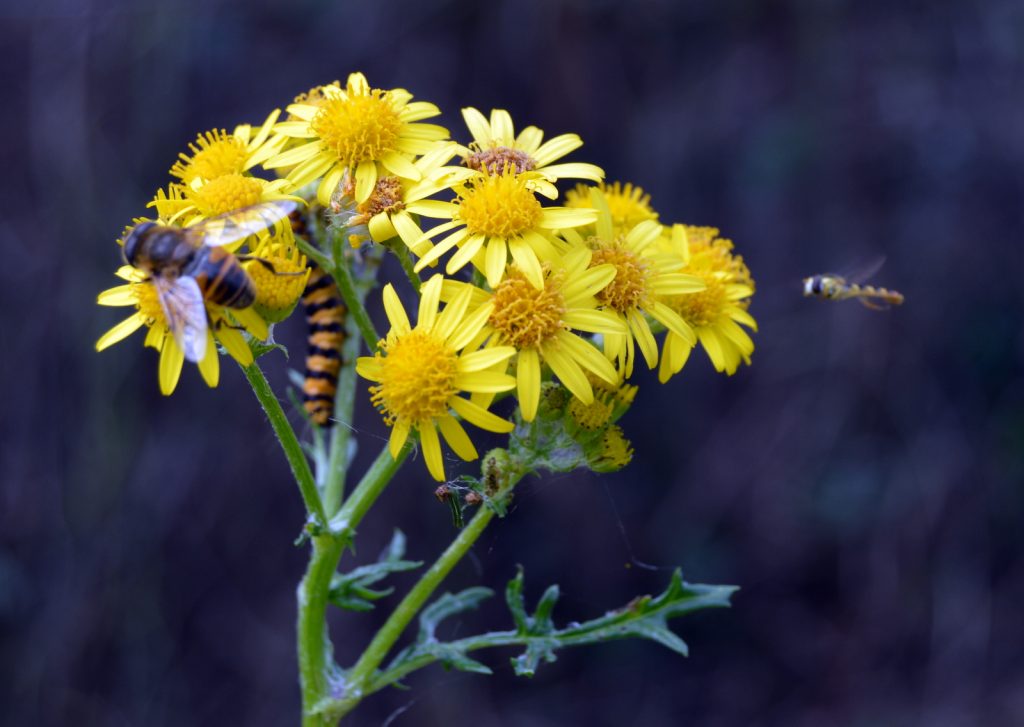 What is the flying critter hovering on the ragwort?