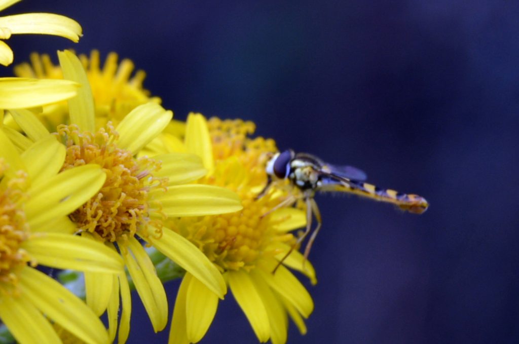 sucking the nectar from ragwort