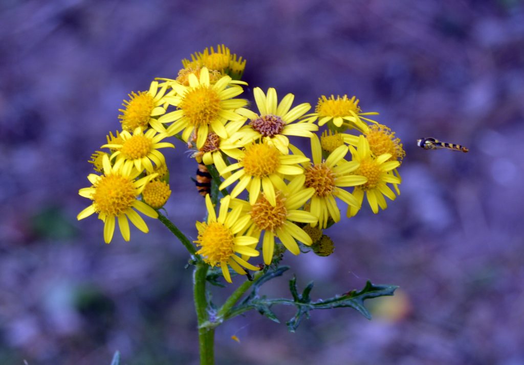 wild ragwort in england