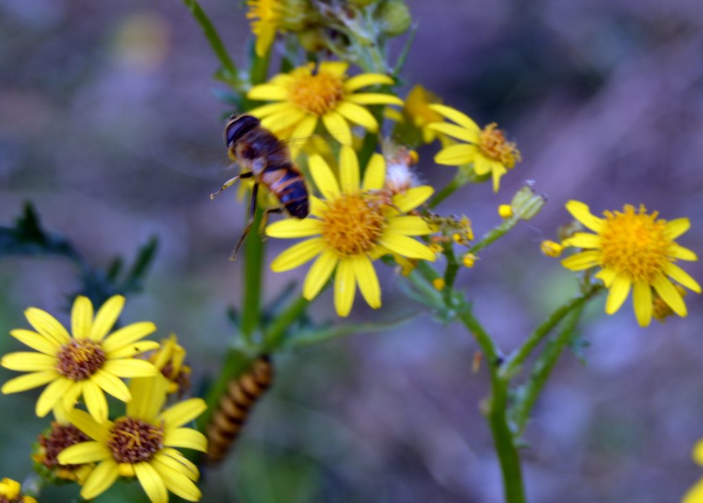 bee flying over ragwort