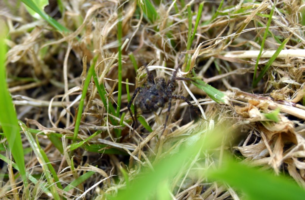 a spider in the grass