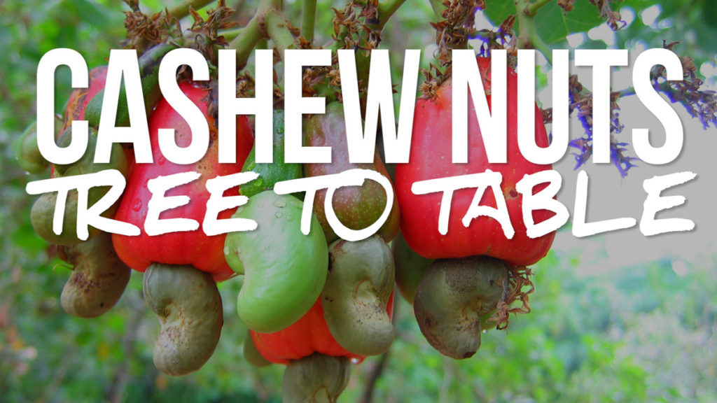 Cashew nuts tree to table