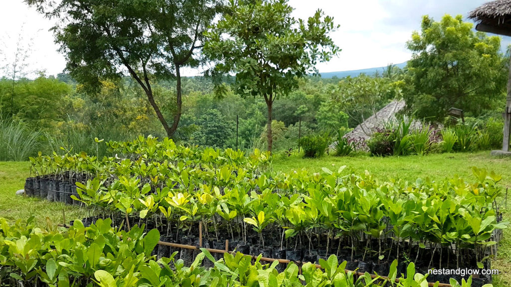 Young cashew tree plants