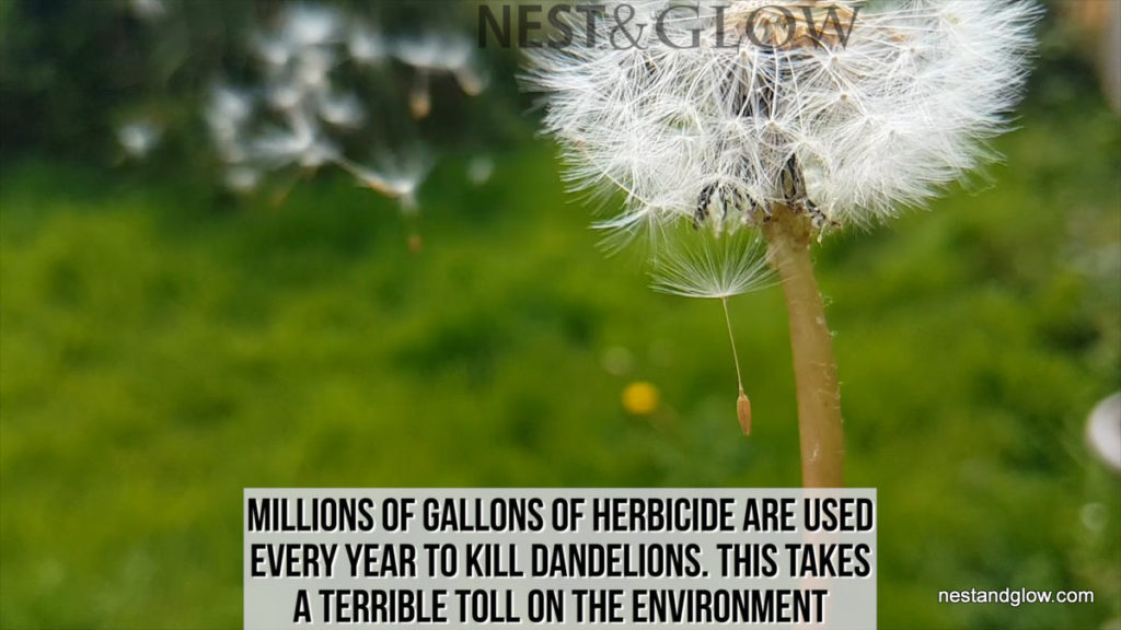 dandelion scattering seeds