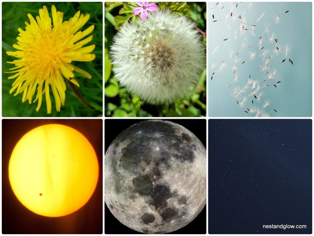 dandelion respresents the sun moon and stars
