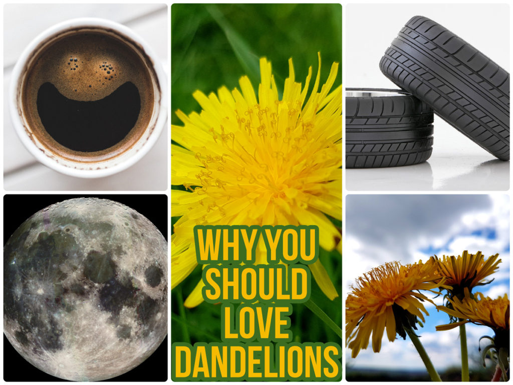 Why You Should Love Dandelions