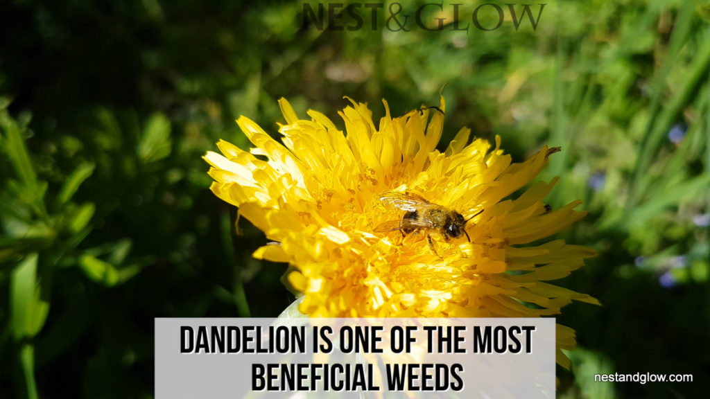 A wasp on dandelion flower