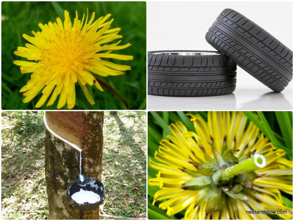 dandelions showing natural latex rubber