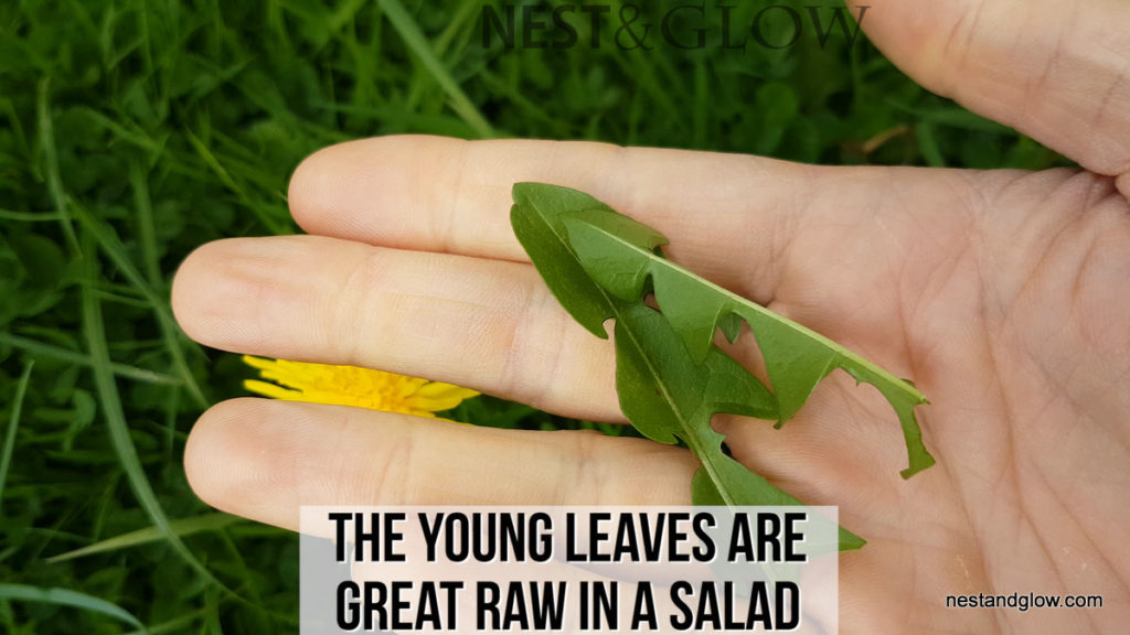 young dandelion leaves