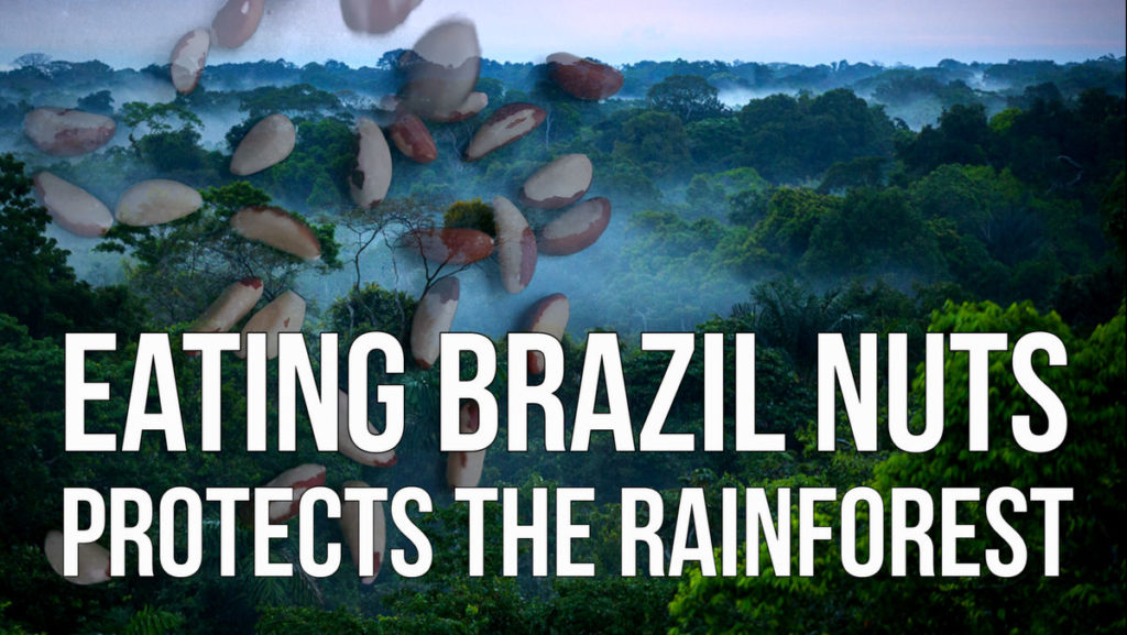 Eating Brazil Nuts Protects the Rainforest