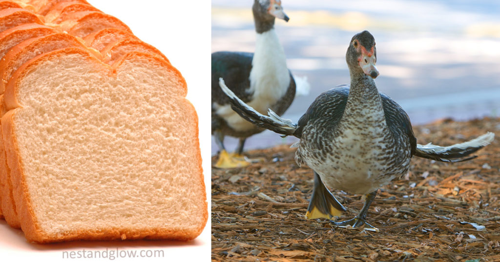 bread is killing birds