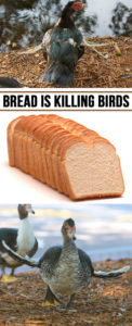 Feeding Bread is Killing Birds