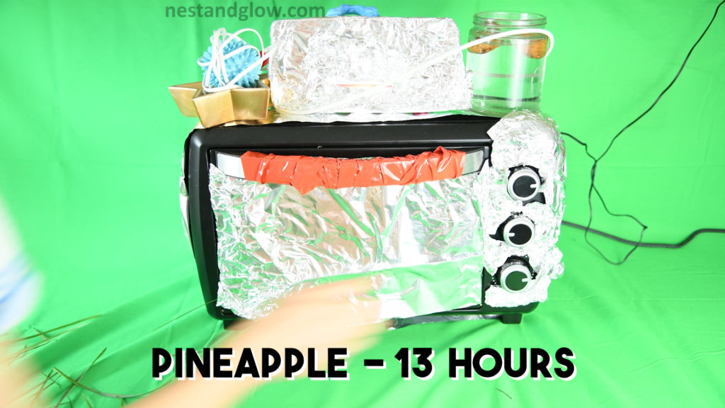 grow pineapple in 13 hours