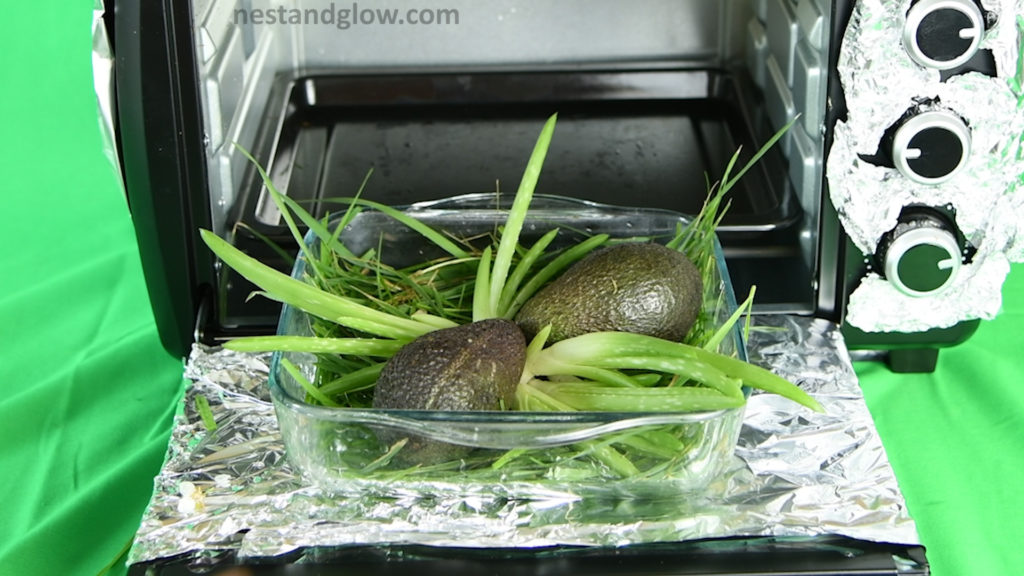 Home Grown avocado