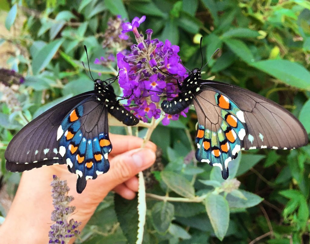 California pipevine swallowtail san francisco