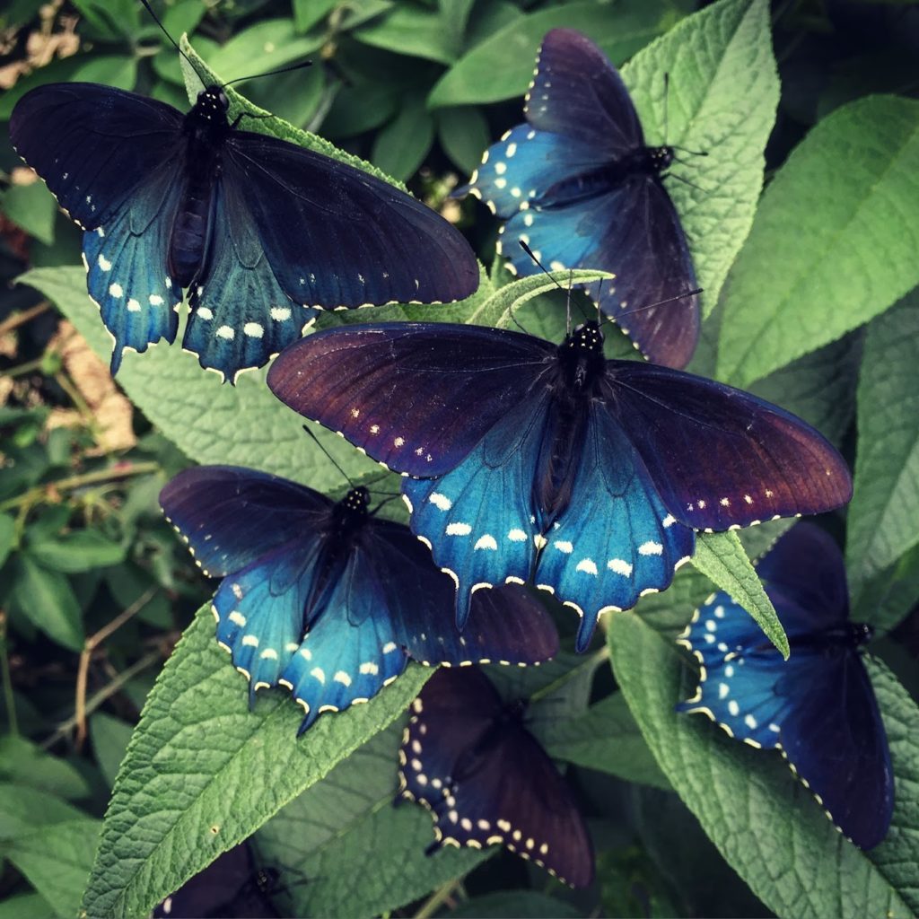 California pipevine swallowtail butterfly