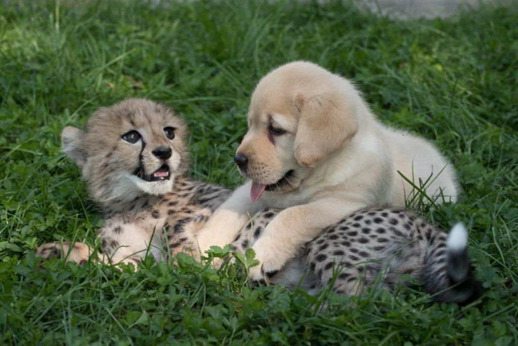 Emotional Support Dogs helping cheetah