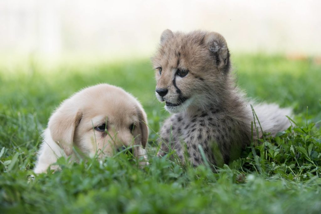 Emotional Support Dogs helping cheetah breed