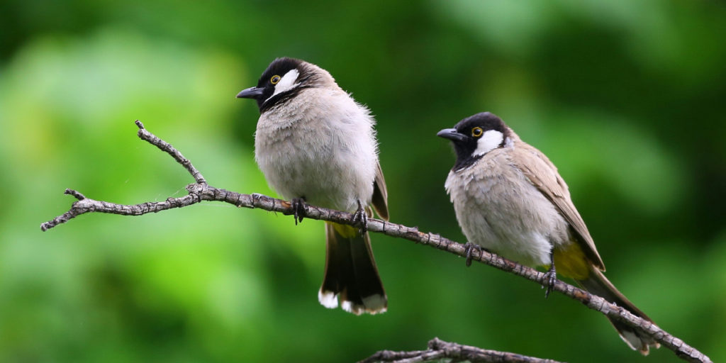 Bird Watching Mental Health