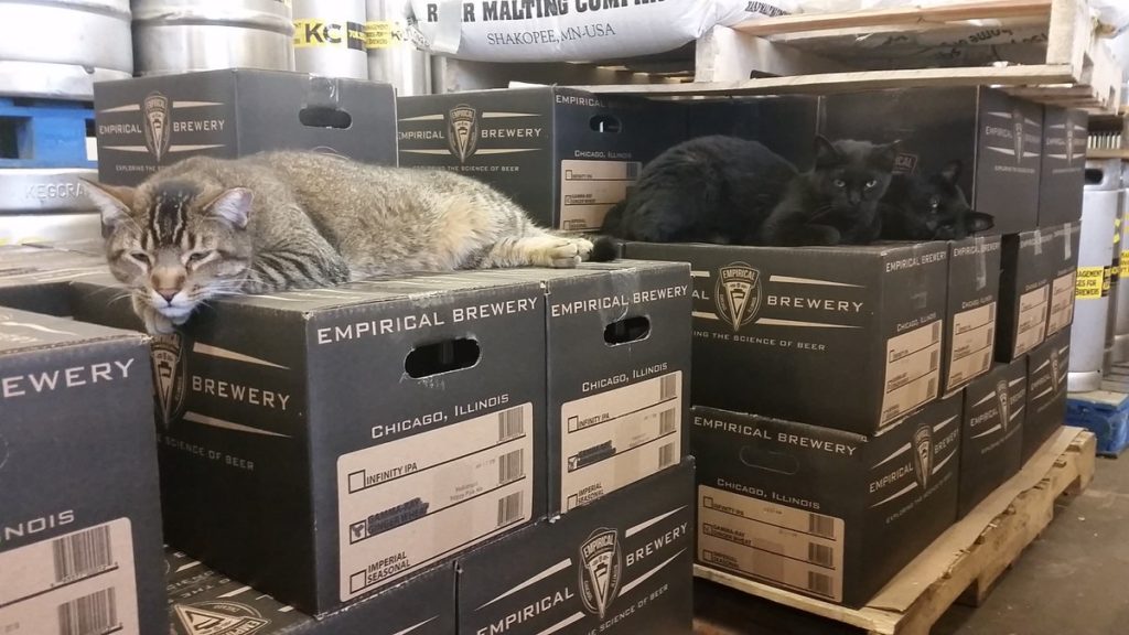 cats working in brewery