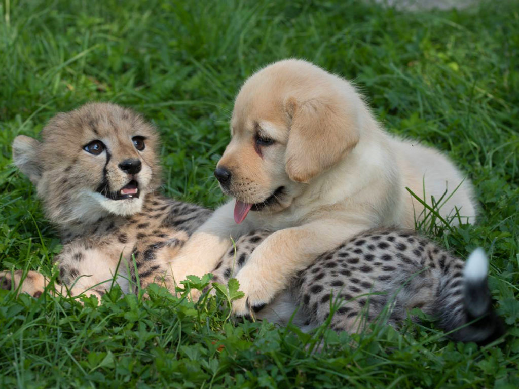 Dogs helping to prevent the extinction of cheetahs